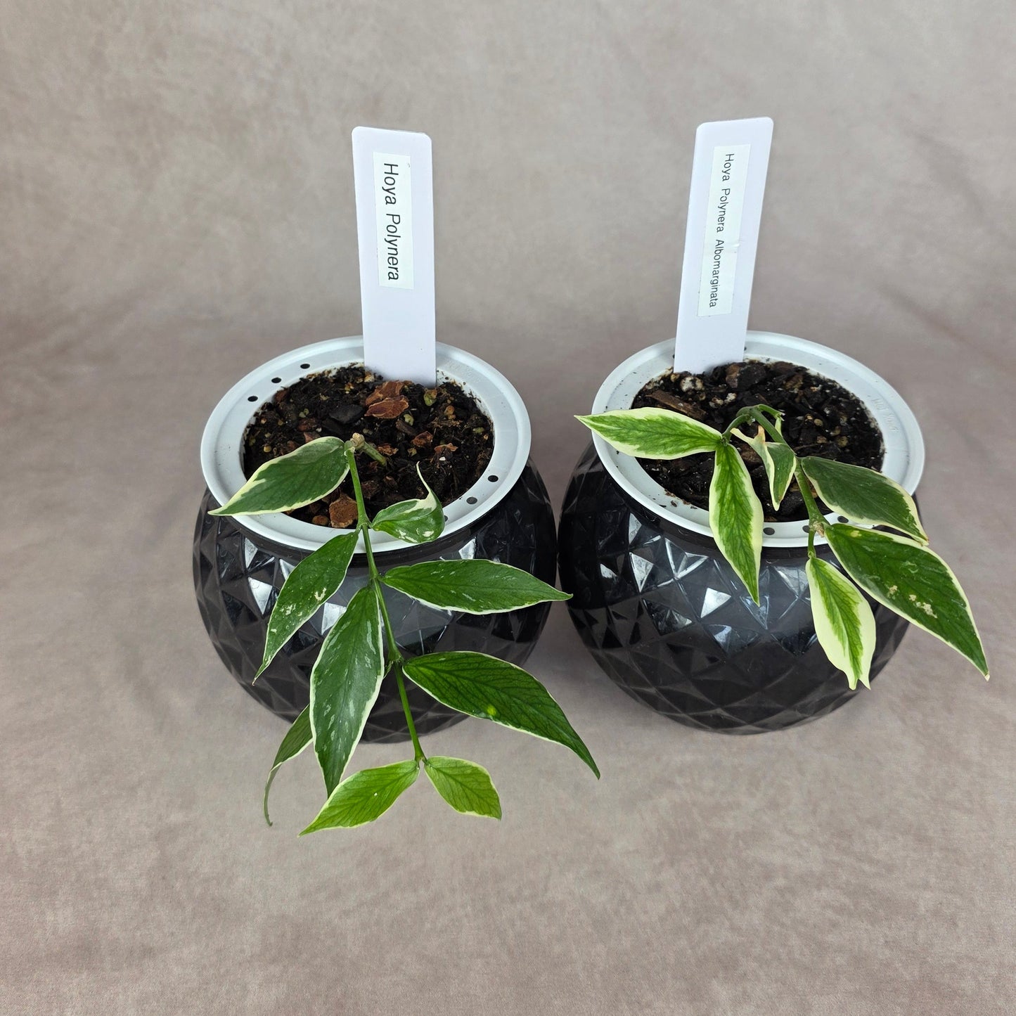 Hoya Polyneura ‘Albomarginata’ 🐾