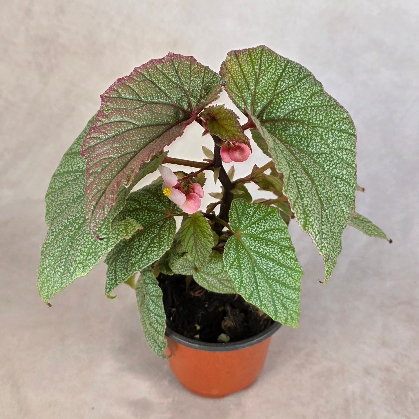 Begonia ‘Sinbad’