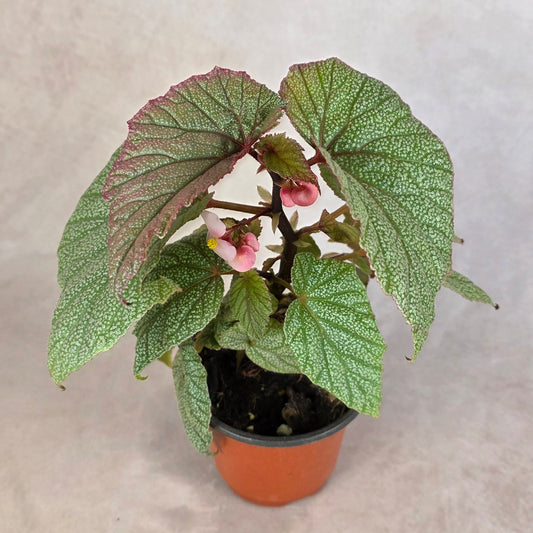 Begonia ‘Sinbad’