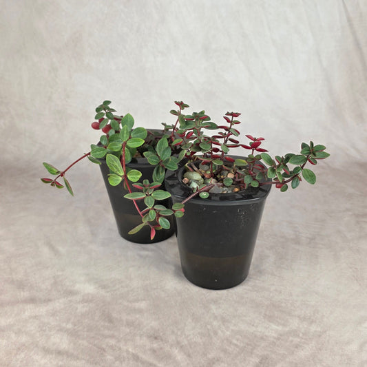 Peperomia ‘Red Log’ (Peperomia verticillata) 🐾