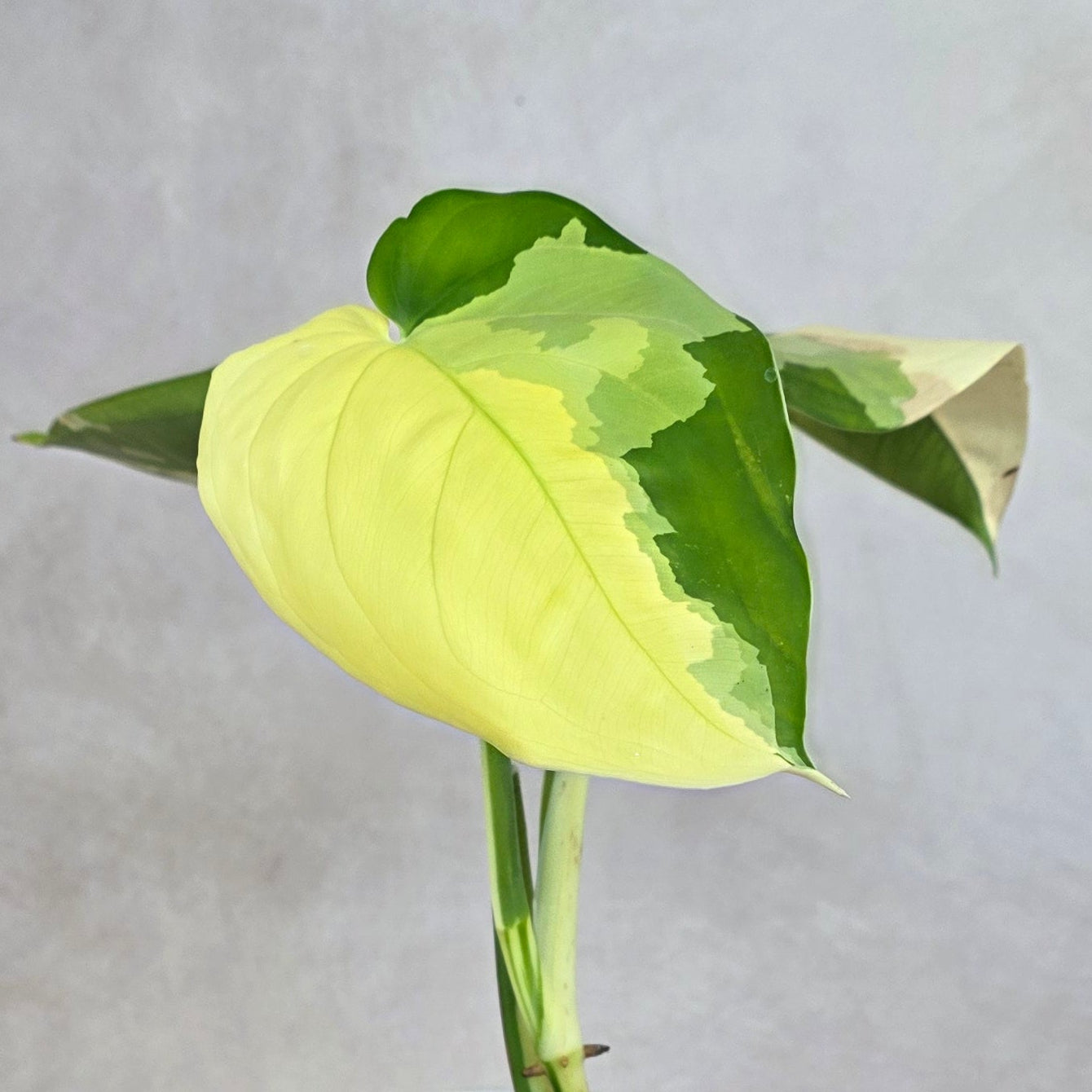 Syngonium chiapense Variegated
