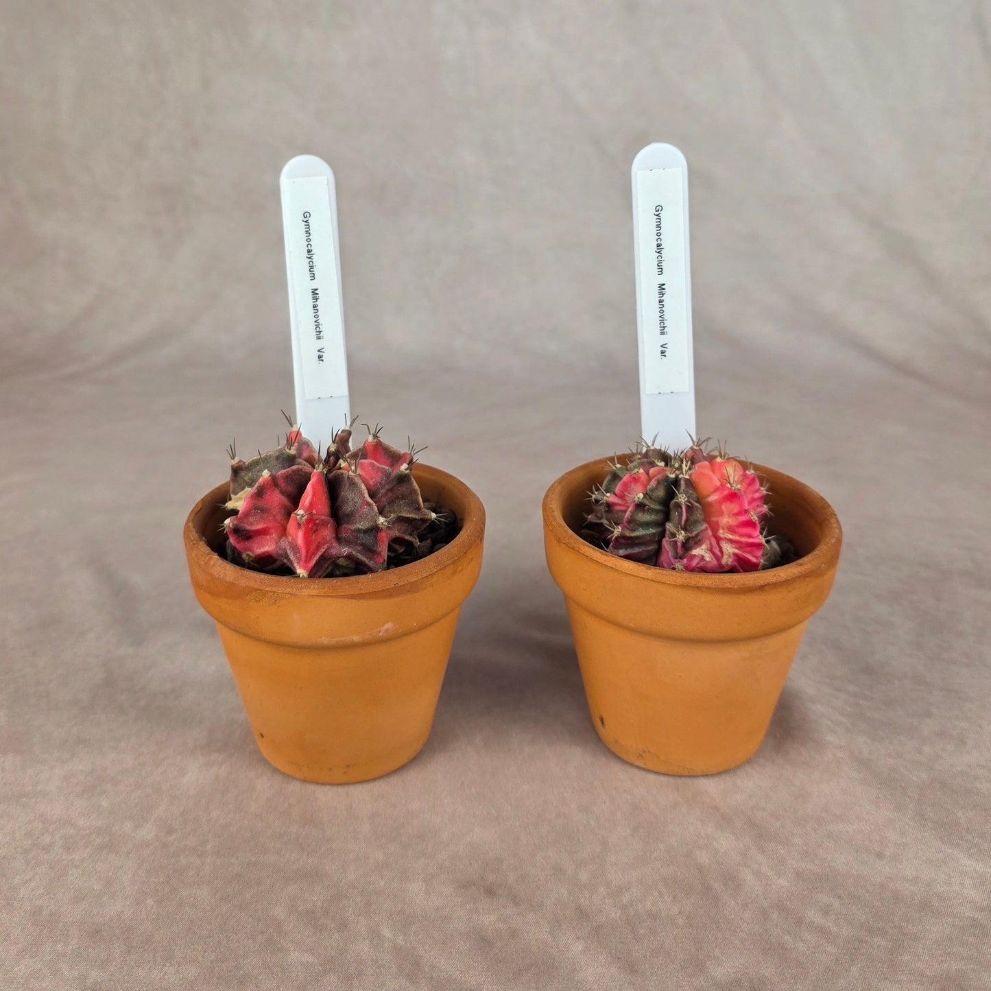 Gymnocalycium mihanovichii Variegata