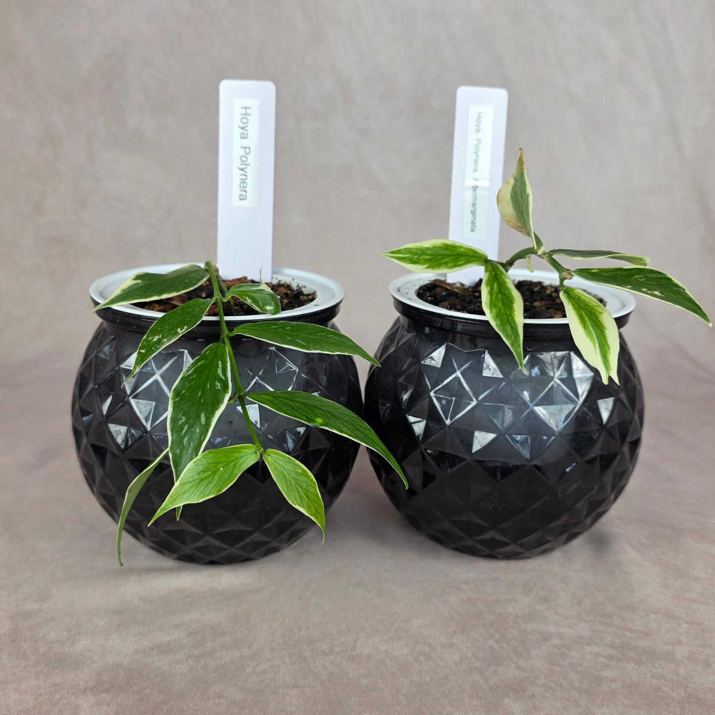 Hoya Polyneura ‘Albomarginata’ 🐾