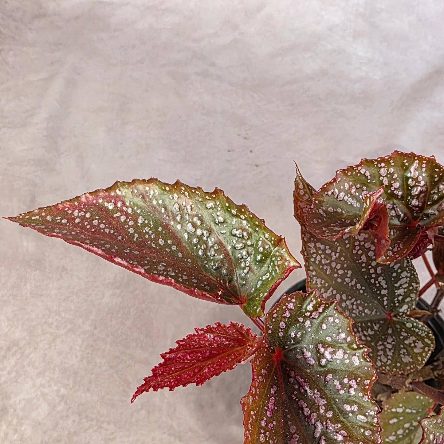 Begonia ‘Maurice Amy’