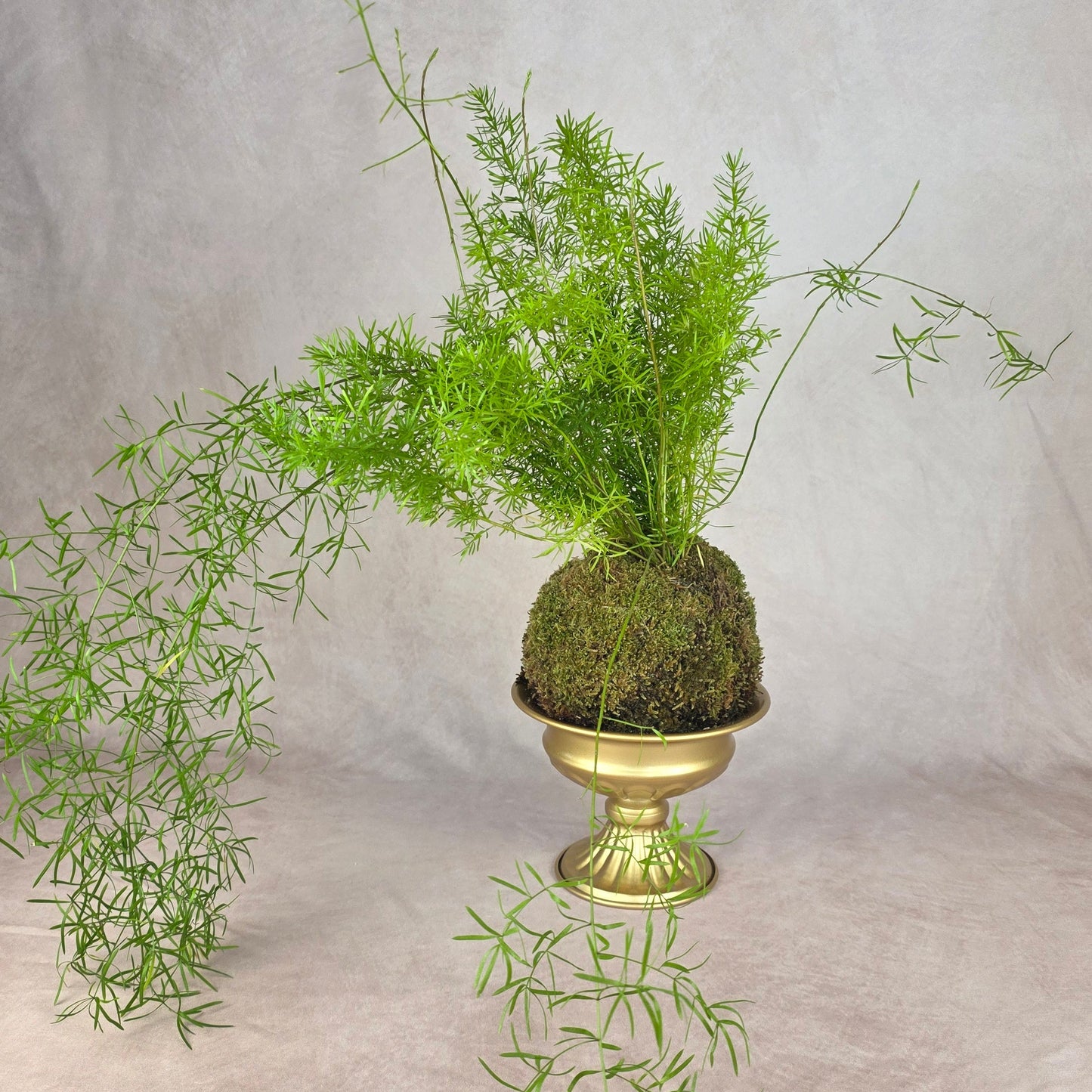 Foxtail Fern Kokedama in Gold Urn