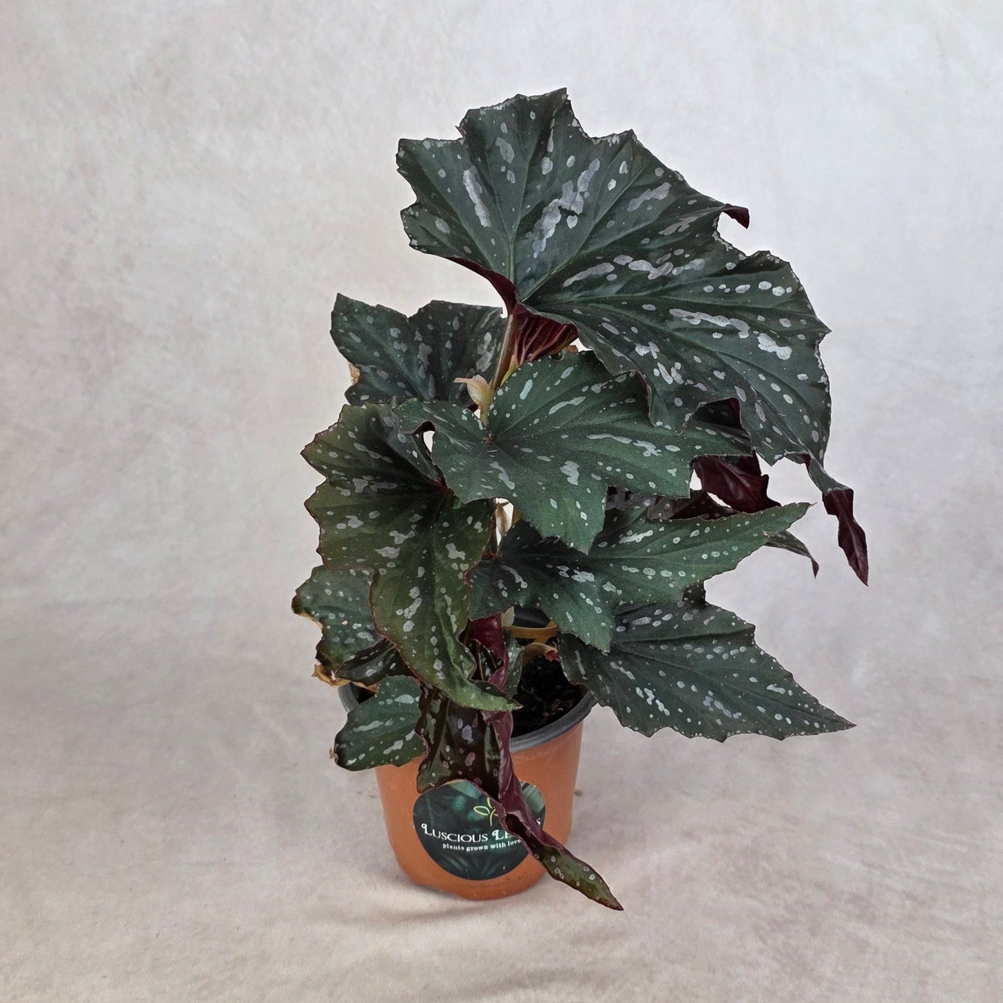 Begonia ‘Sophie Cecile’