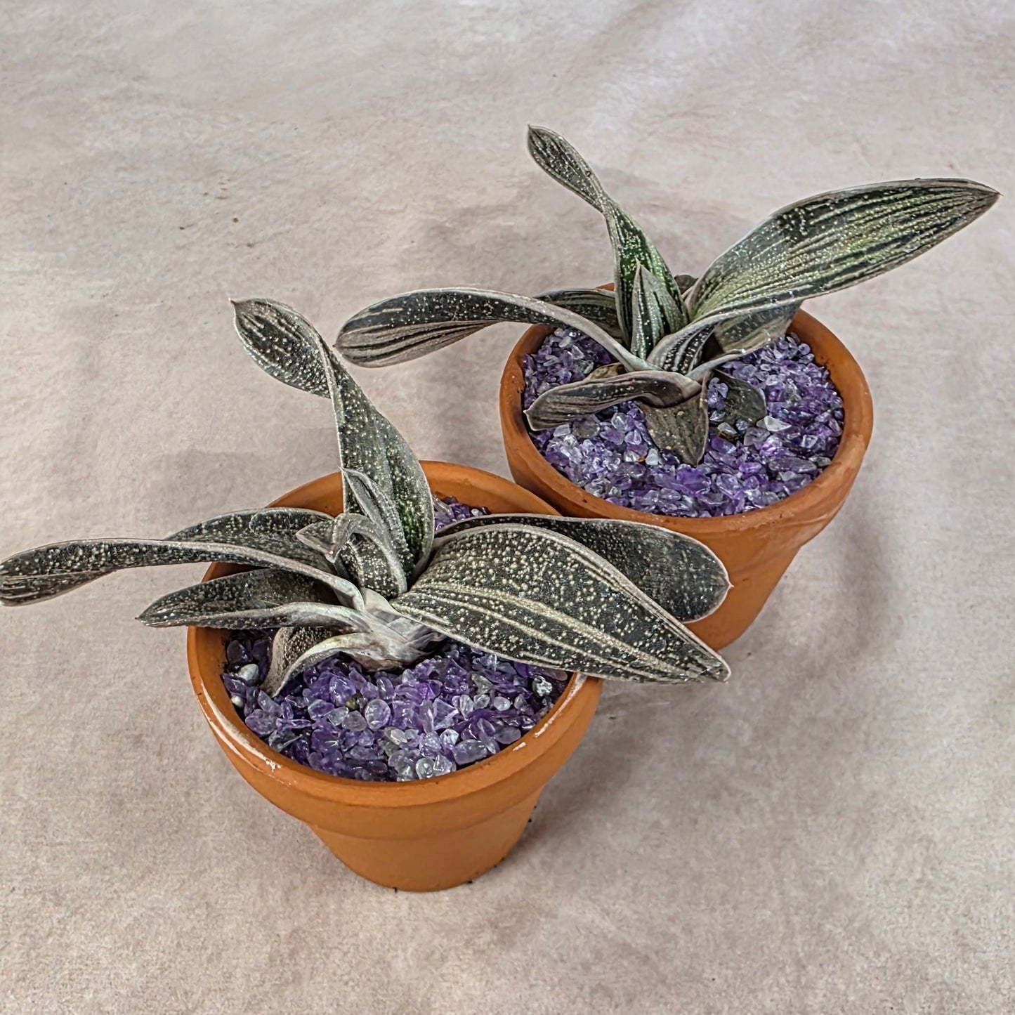 Gasteria ‘Little Warty’