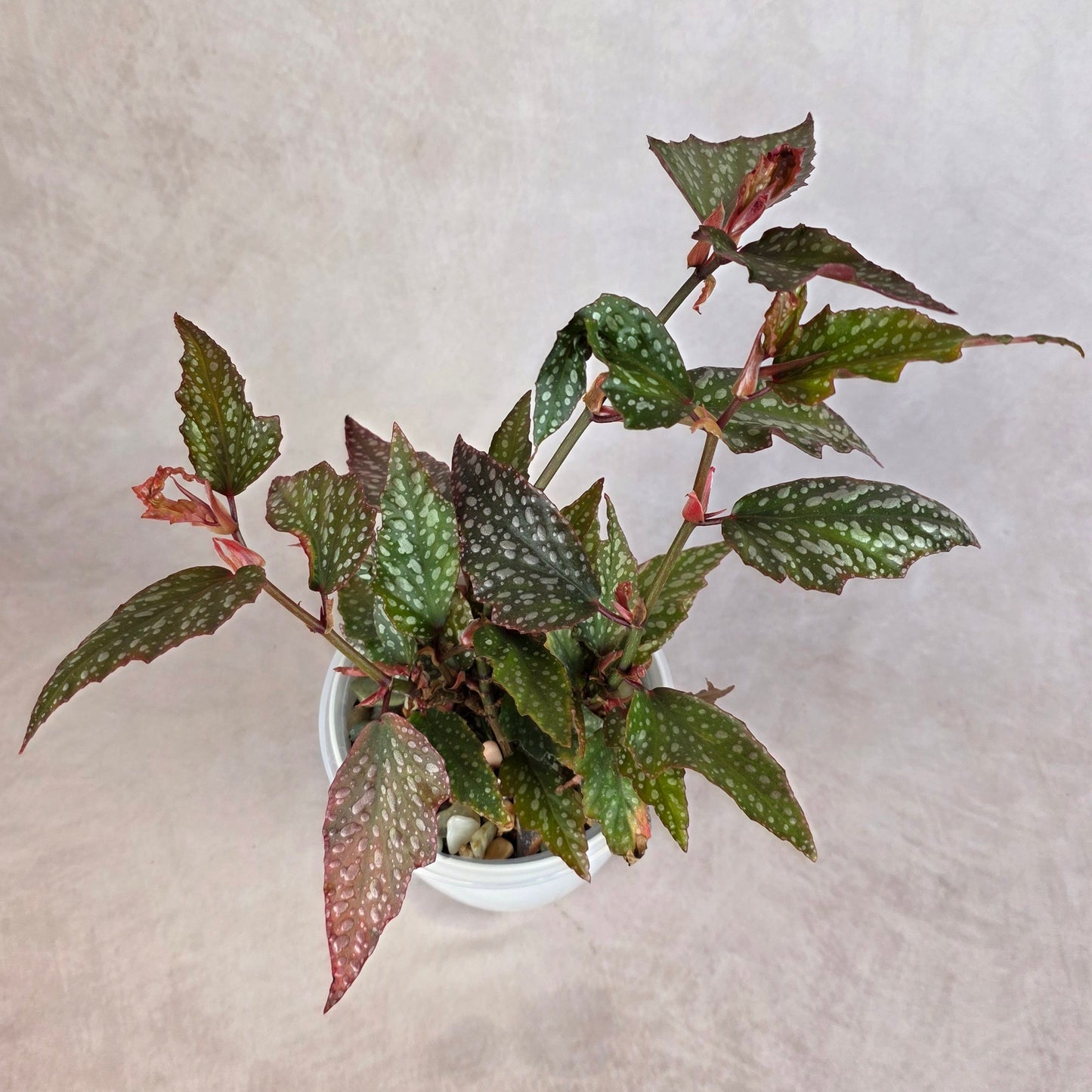 Begonia ‘Medora’