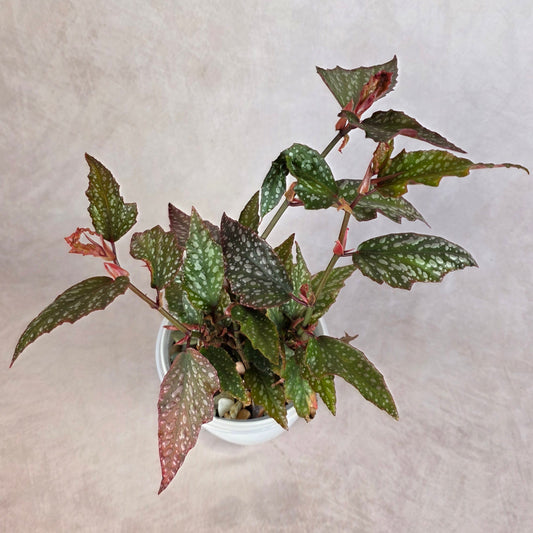 Begonia ‘Medora’