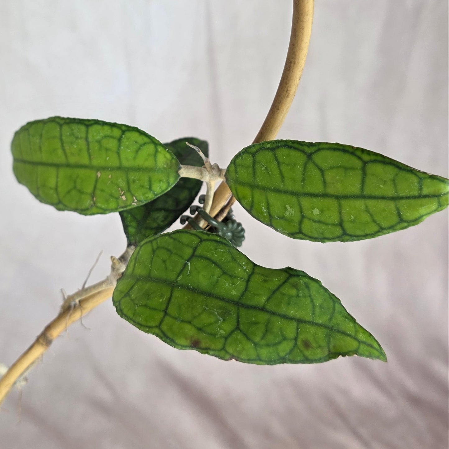 Hoya Clemensiorum 🐾