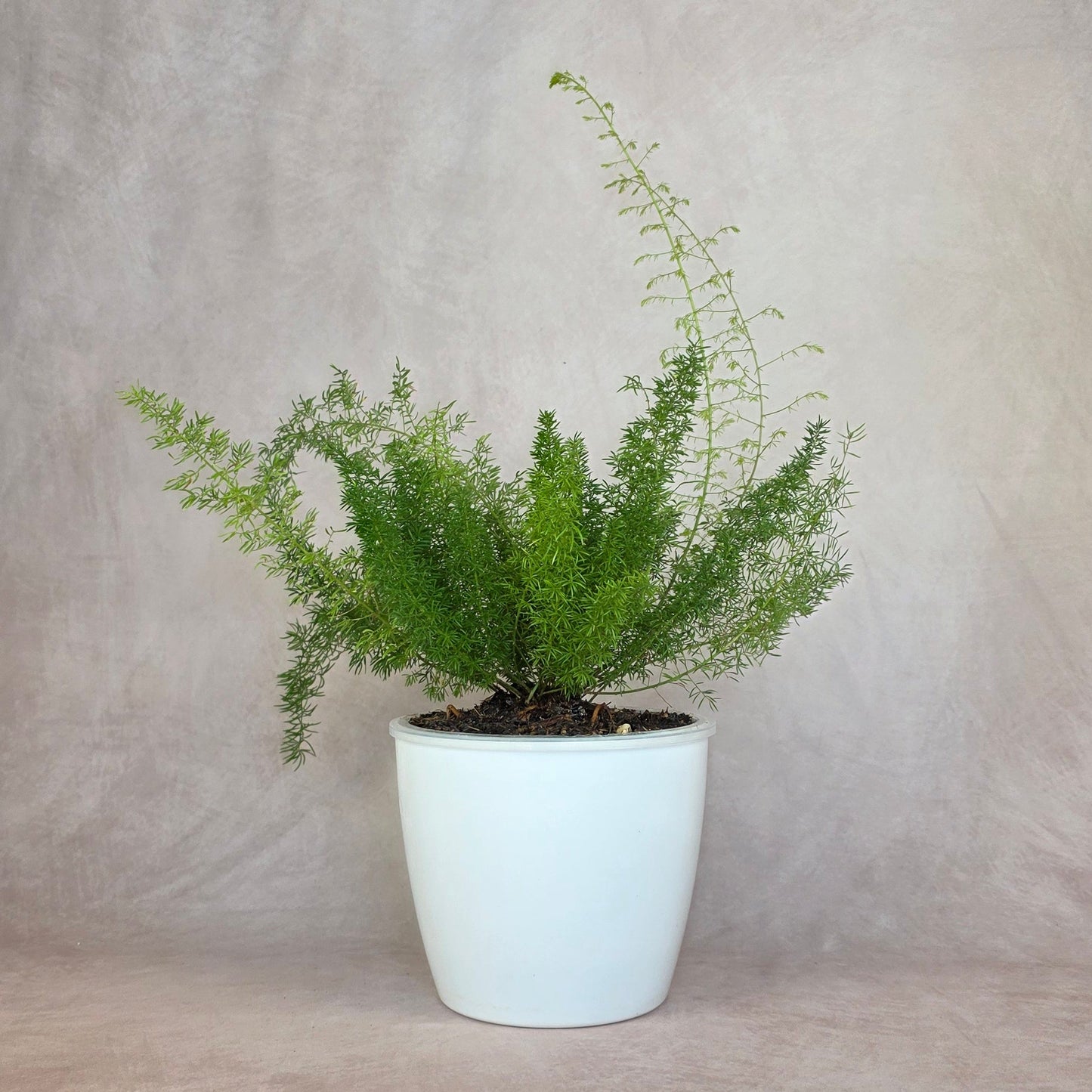 Foxtail Fern