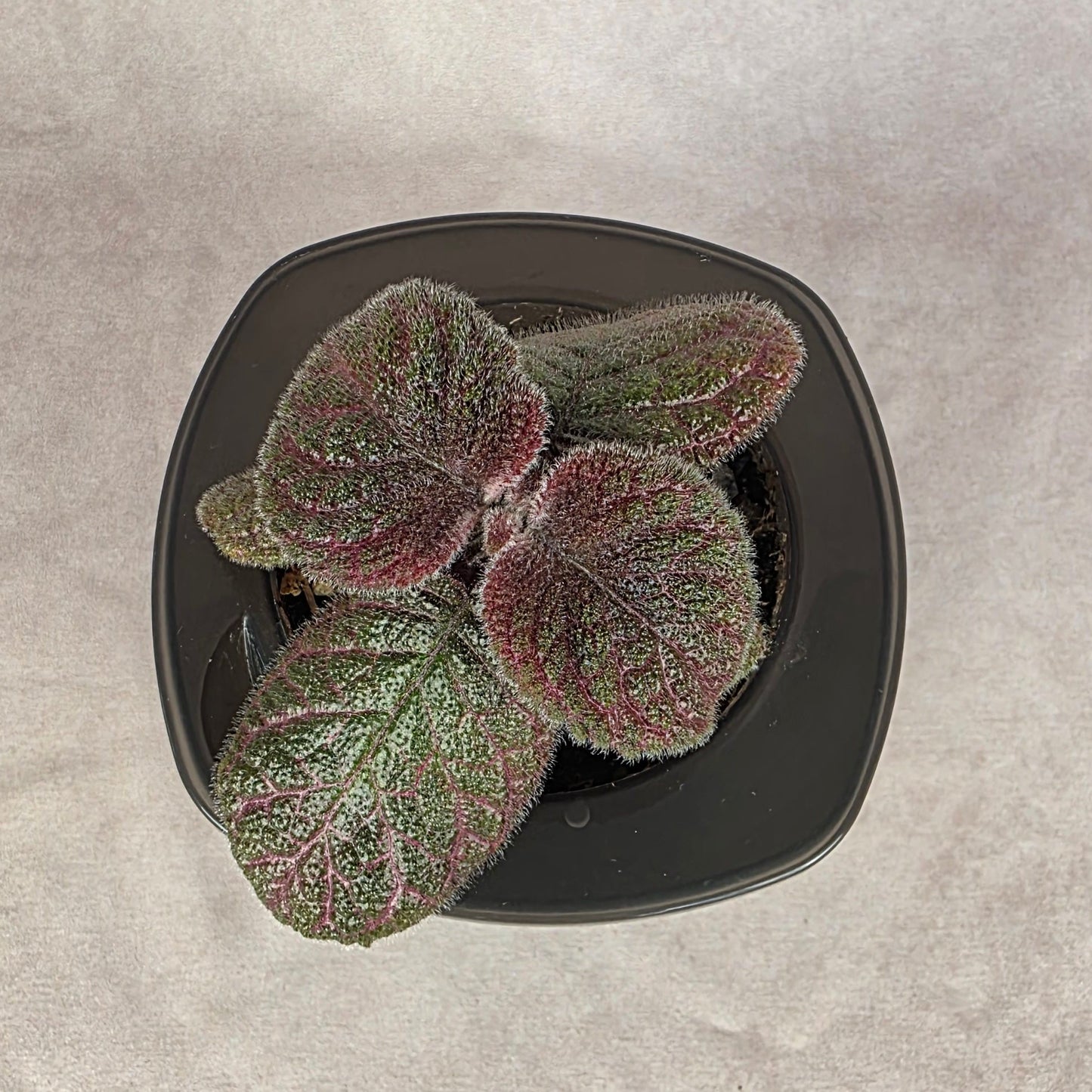 Episcia ‘Pink Gator’ 🐾