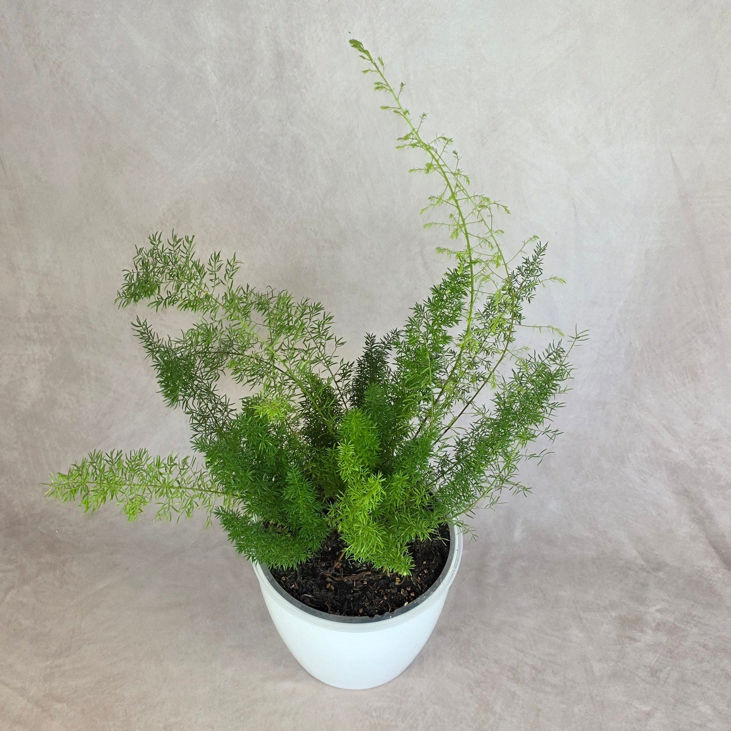 Foxtail Fern