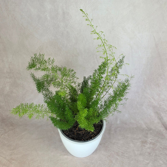 Foxtail Fern
