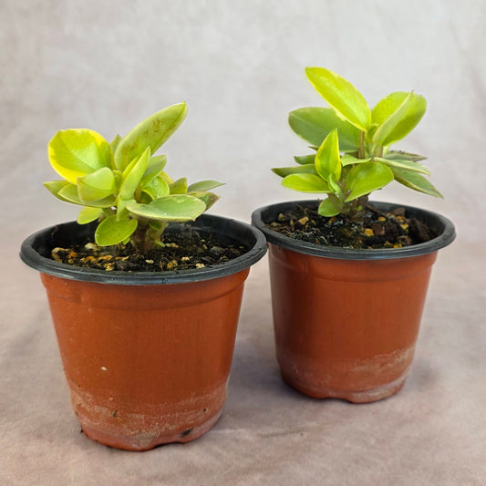 Peperomia Orba Variegated