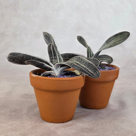 Gasteria ‘Little Warty’