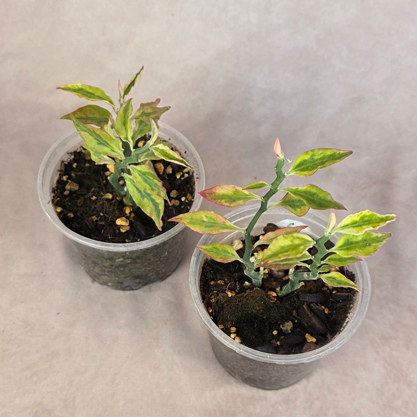 Variegated Devil's Backbone