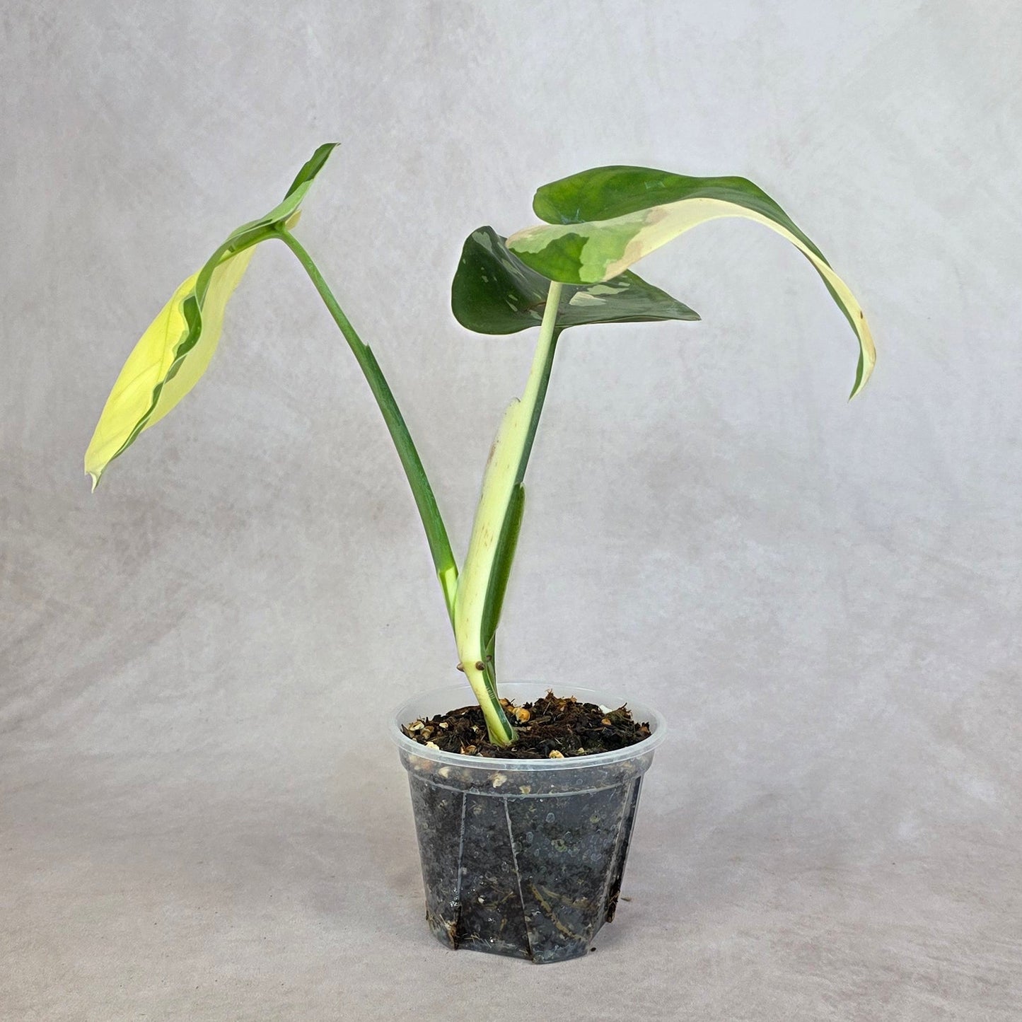 Syngonium chiapense Variegated