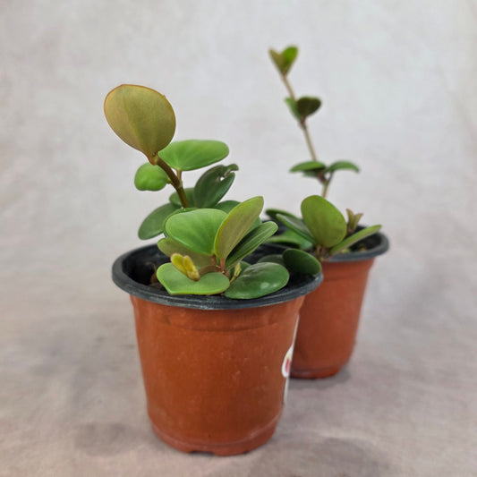 Peperomia ‘Hope’ 🐾