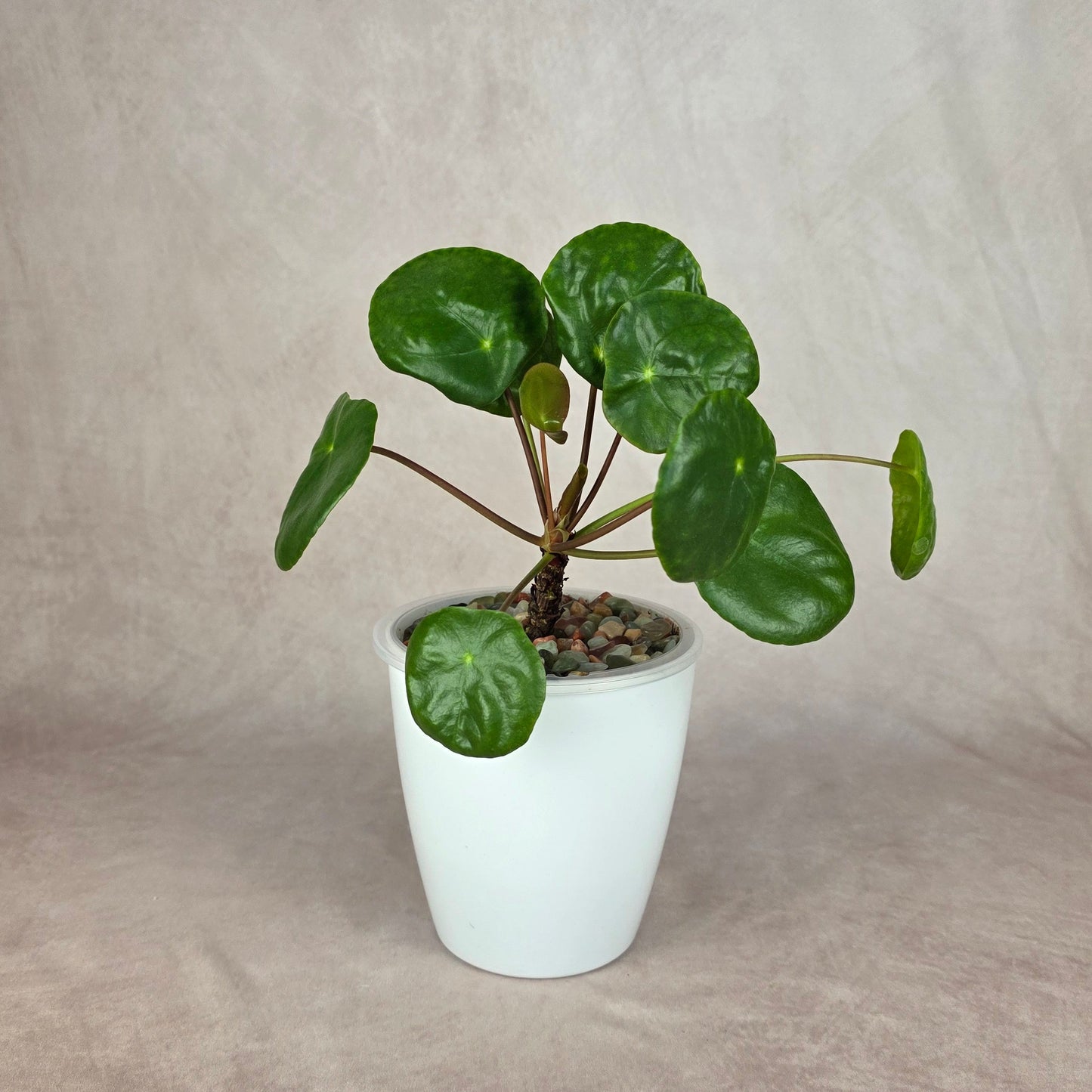 Pilea peperomioides — Chinese Money Plant 🐾