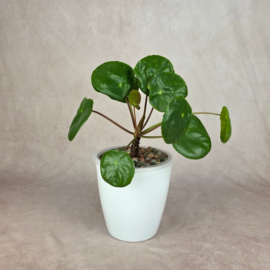 Pilea peperomioides — Chinese Money Plant 🐾