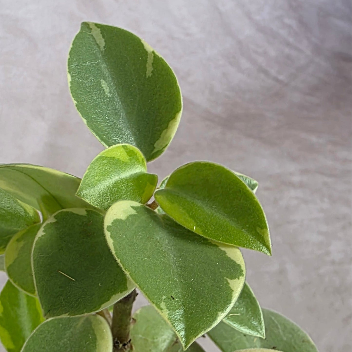 Peperomia Orba Variegated