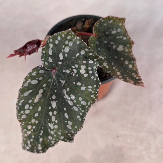 Begonia ‘Bat Wing’