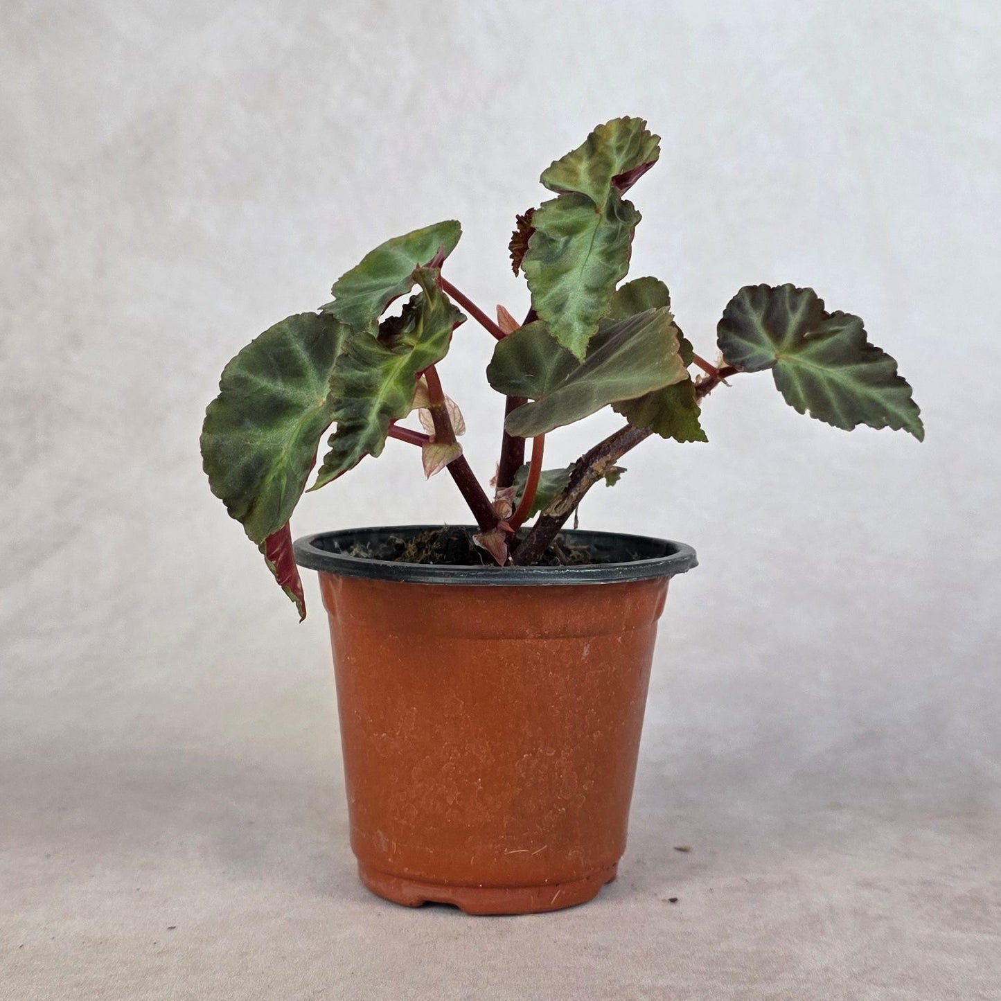 Begonia ‘Grey Feather’