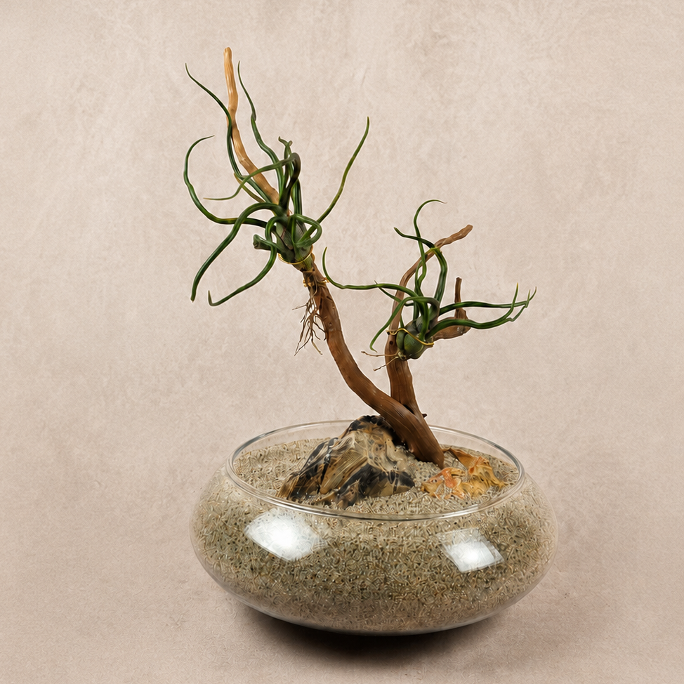 Air Plant Zen Garden