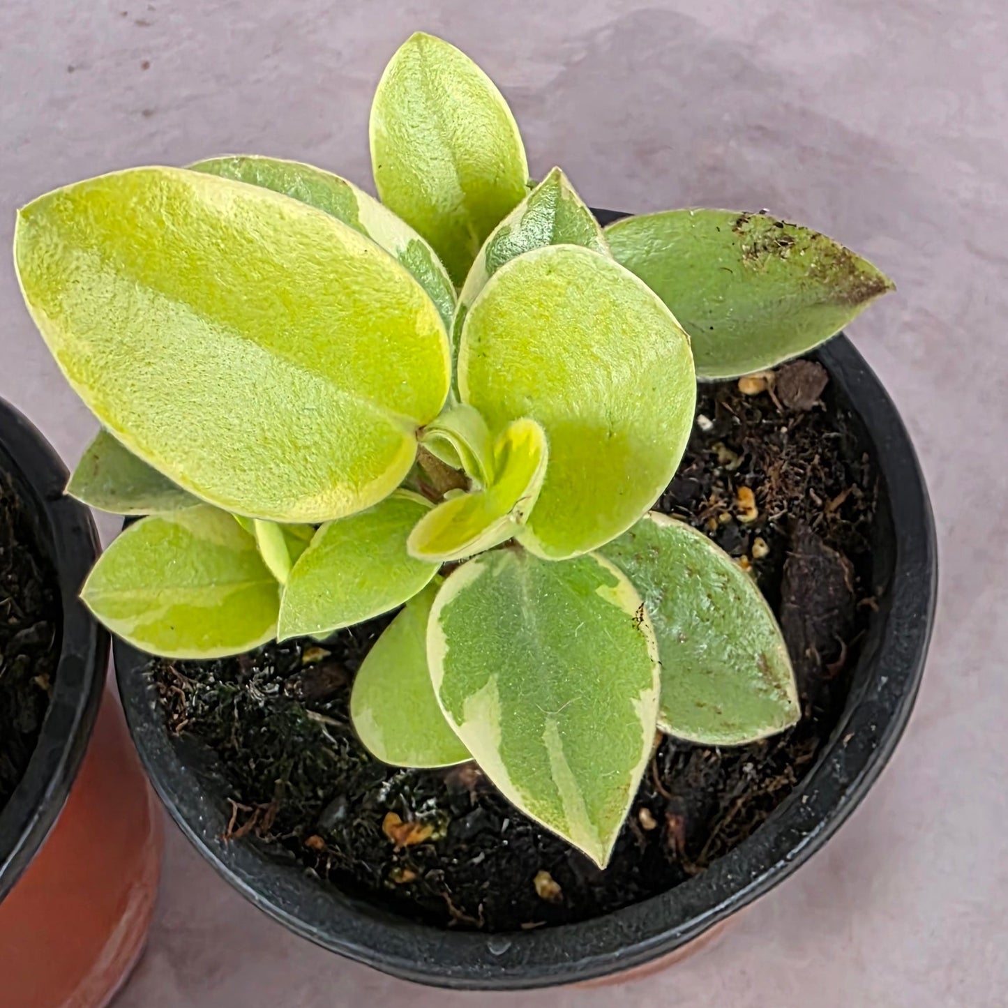 Peperomia Orba Variegated