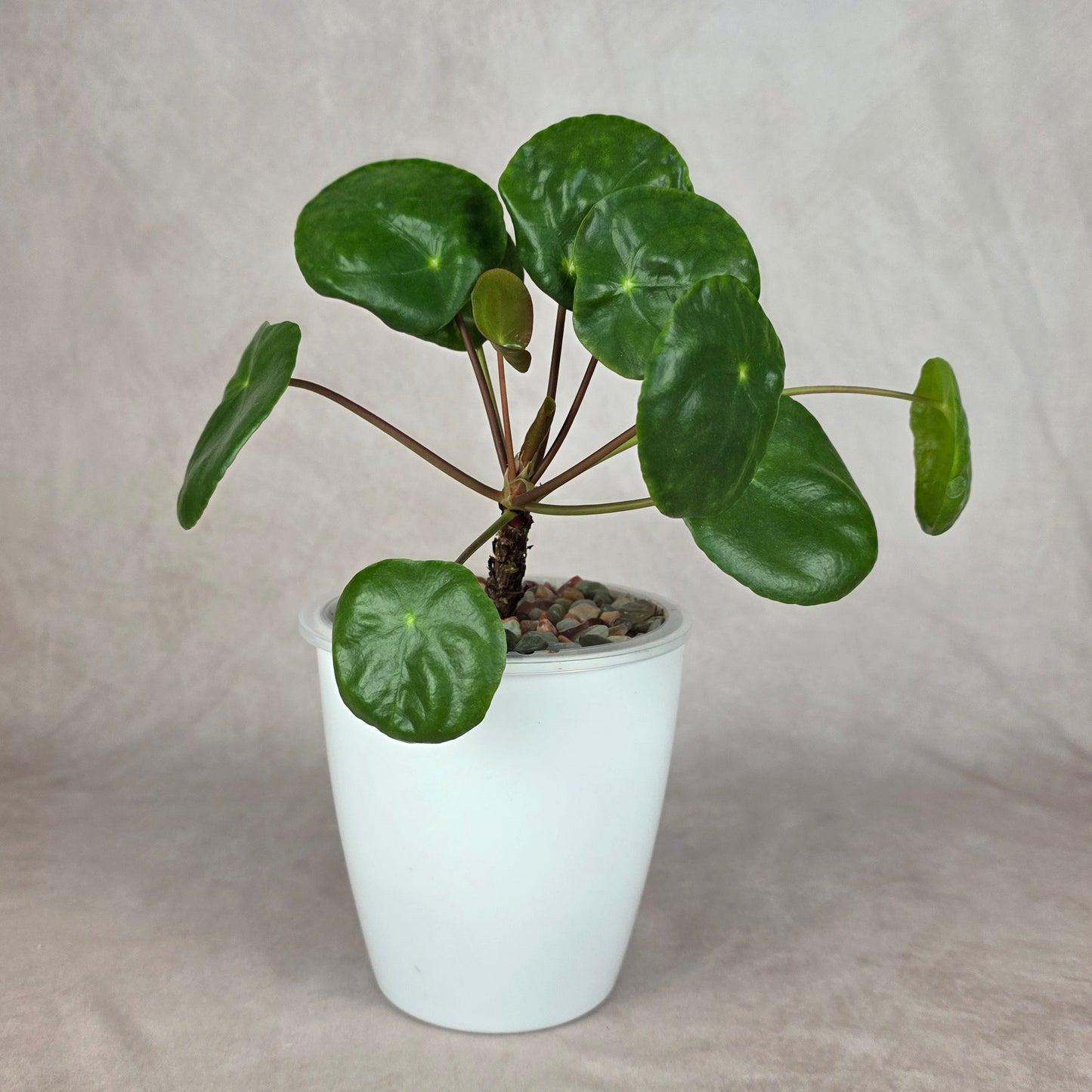 Pilea peperomioides — Chinese Money Plant 🐾