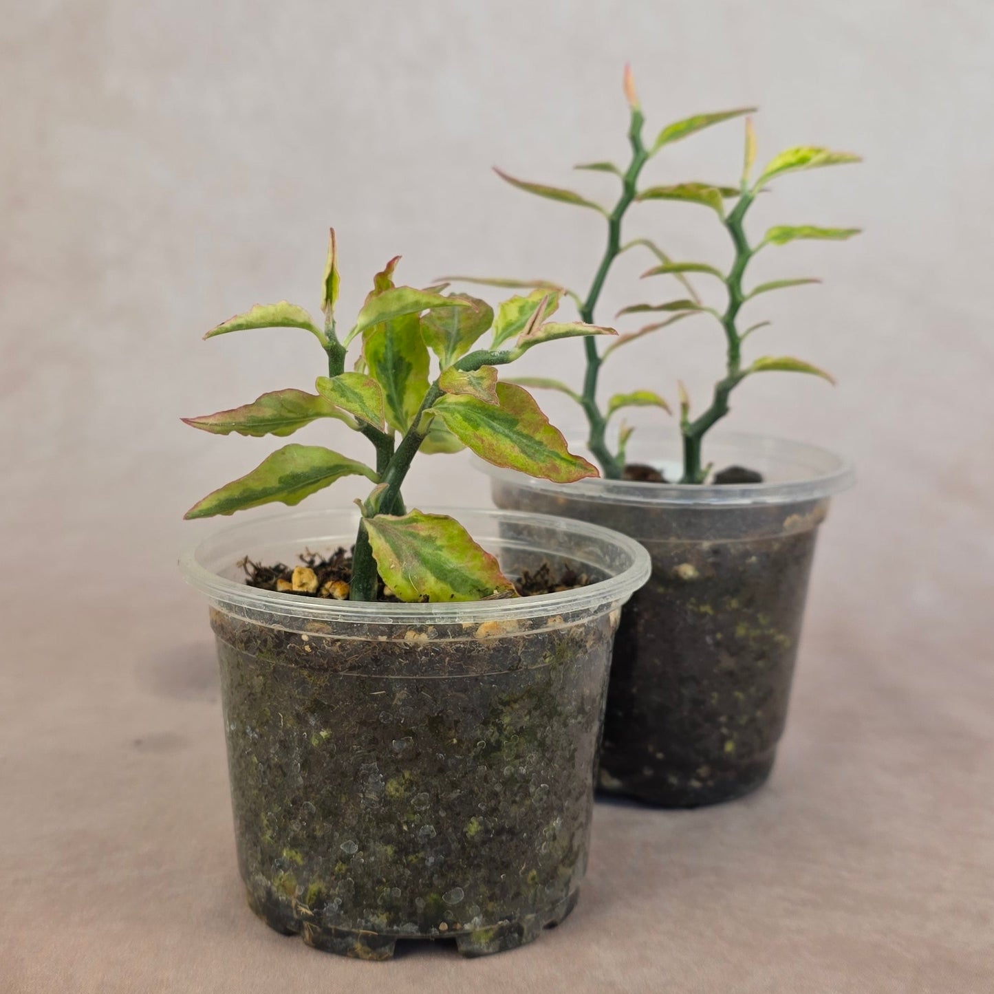 Variegated Devil's Backbone