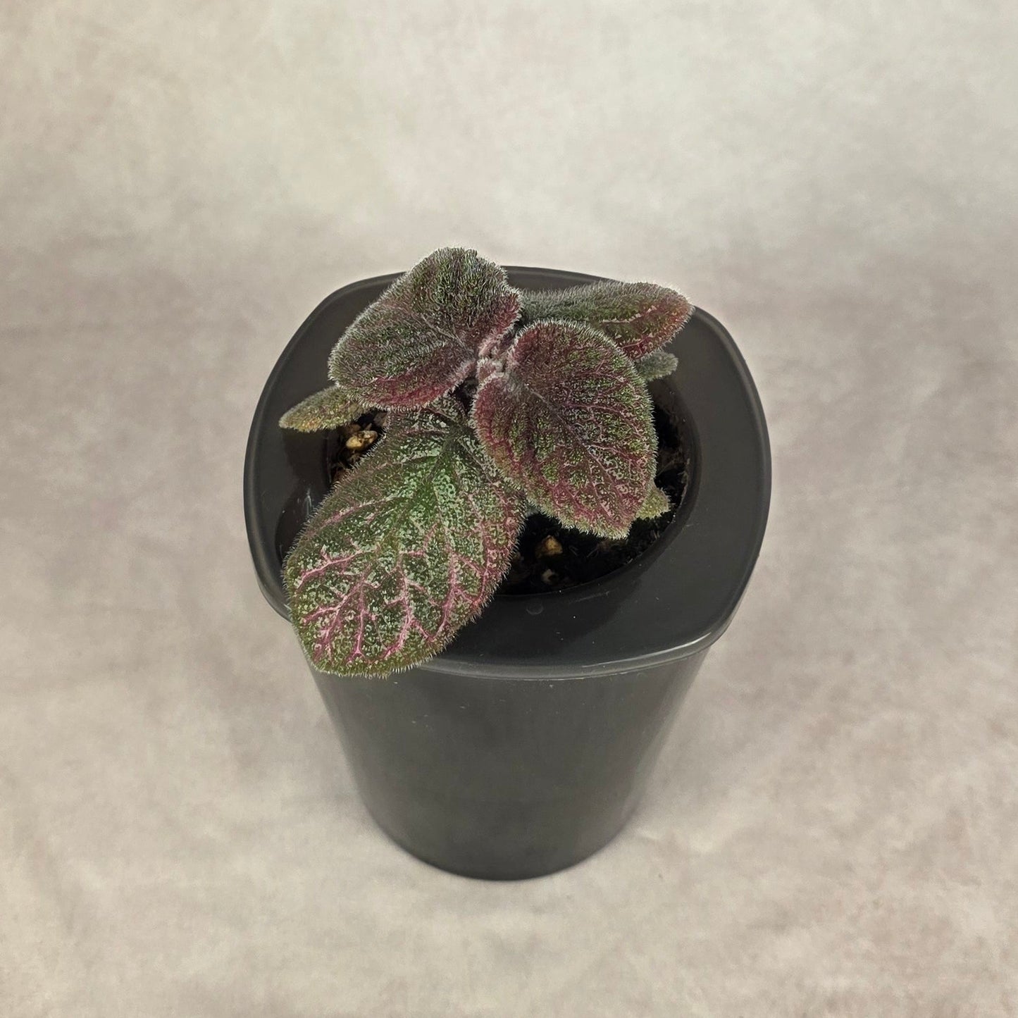 Episcia ‘Pink Gator’ 🐾