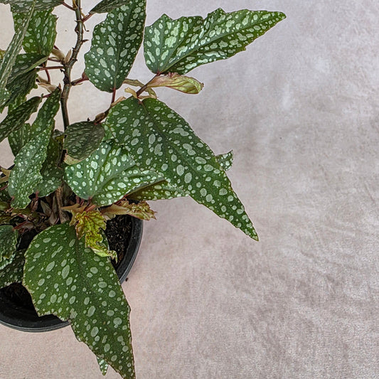 Begonia ‘Medora’