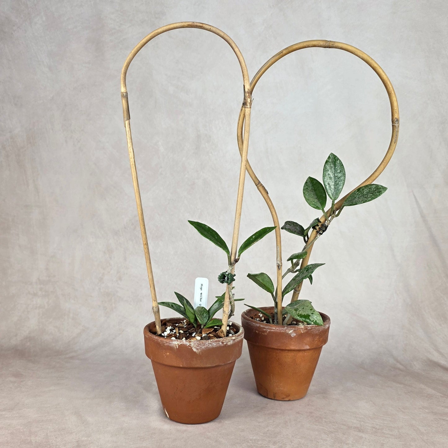 Hoya Wilbur Graves (China) 🐾