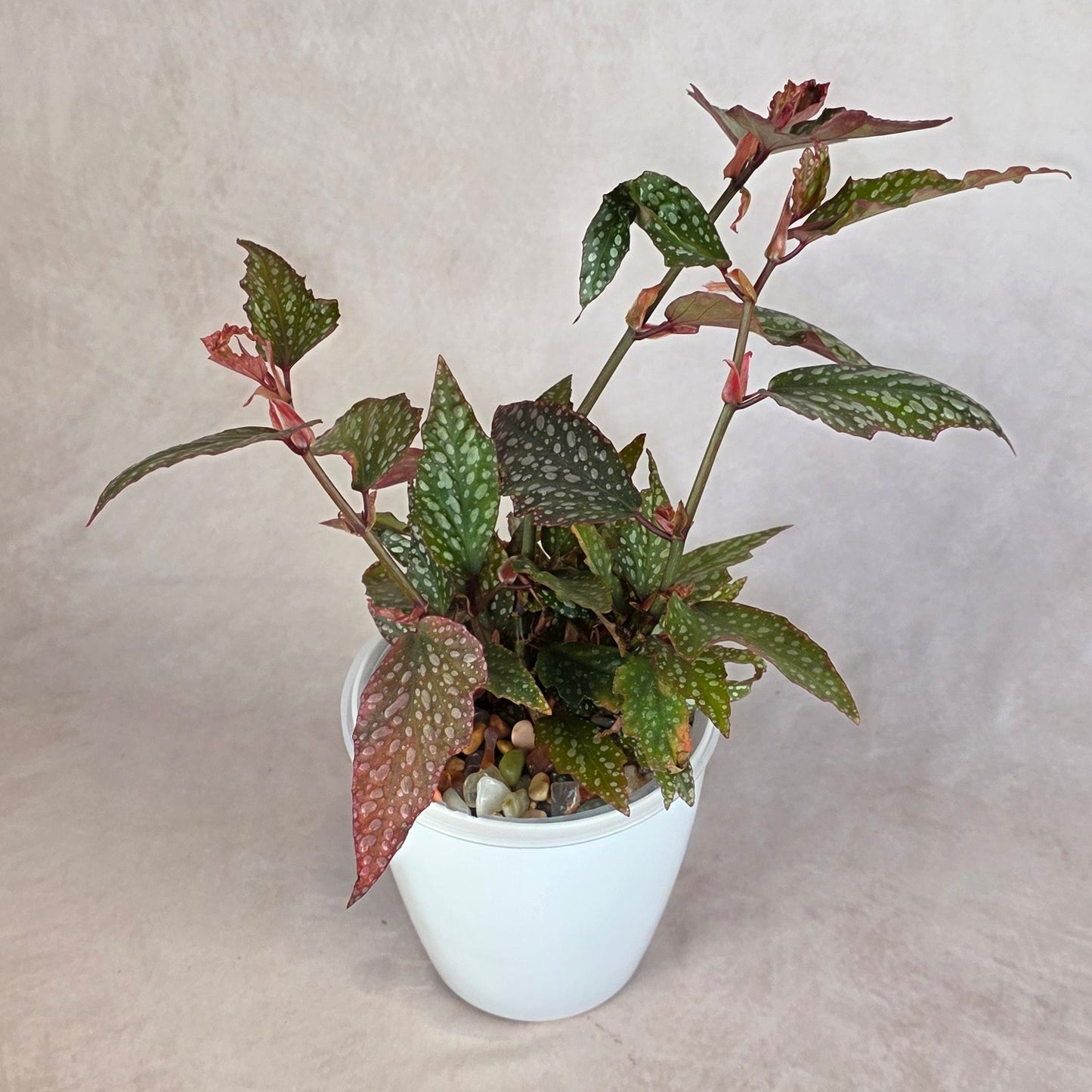 Begonia ‘Medora’