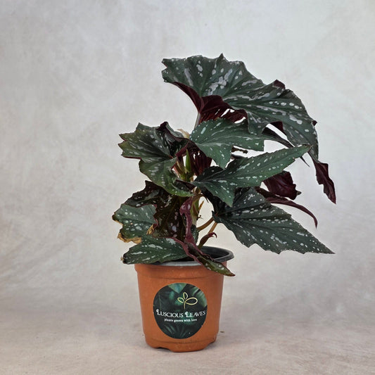 Begonia ‘Sophie Cecile’