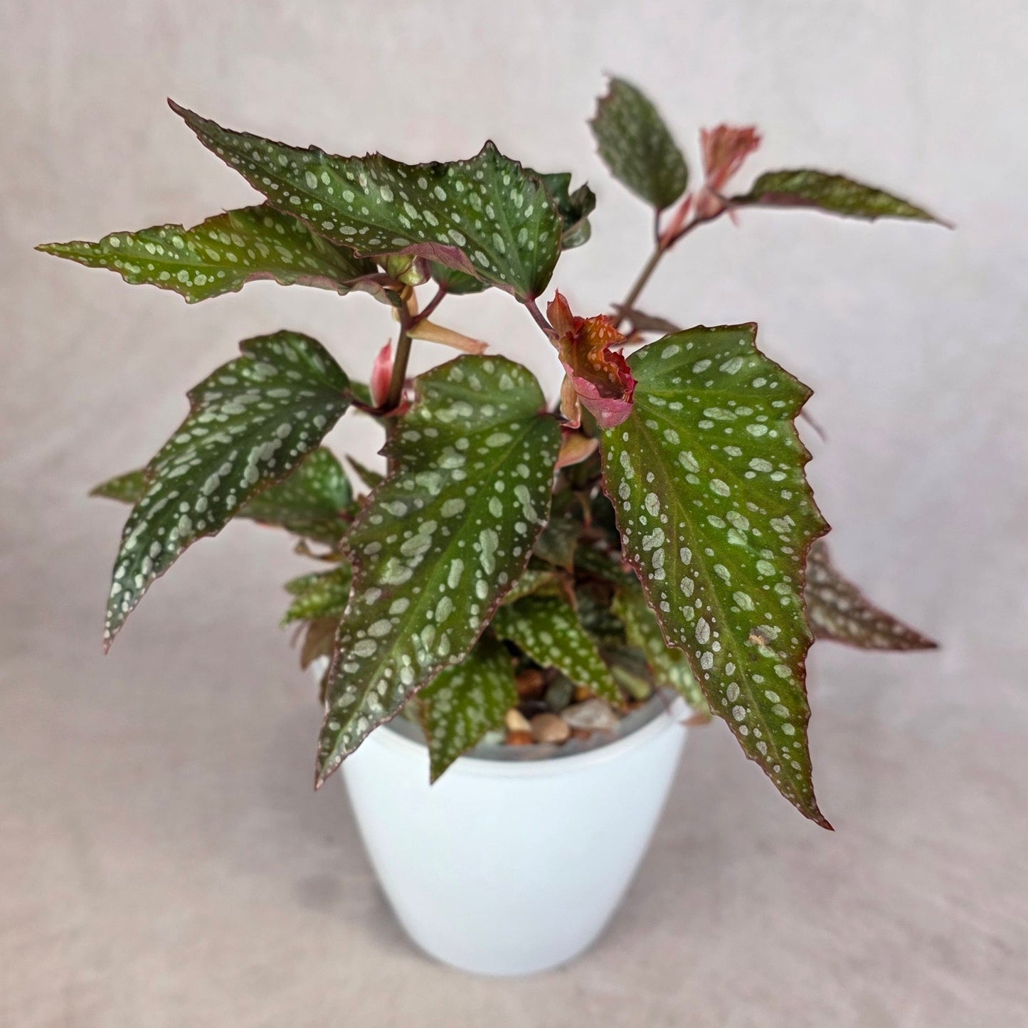 Begonia ‘Medora’