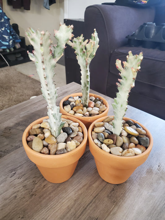 Euphorbia Lactea Ghoast