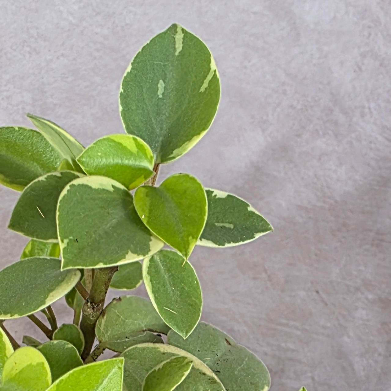 Peperomia Orba Variegated