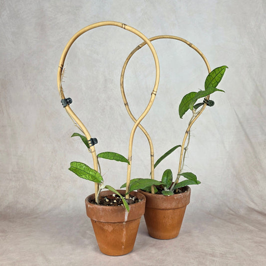 Hoya Clemensiorum 🐾