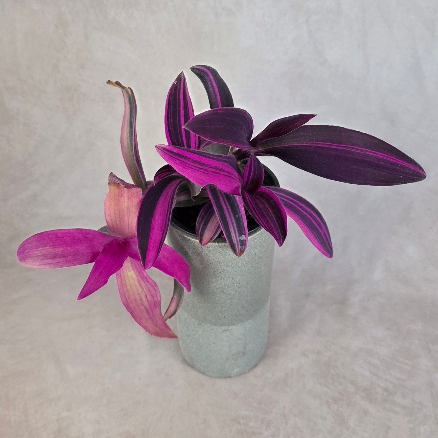 Variegated Purple Heart Plant