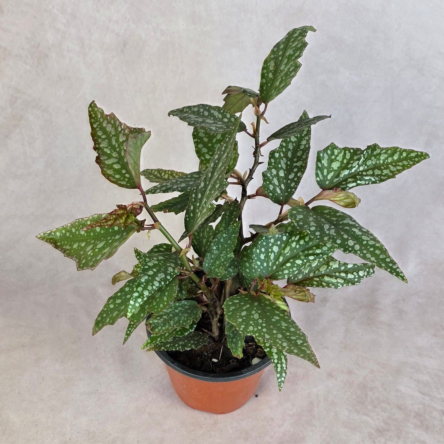 Begonia ‘Medora’