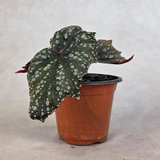Begonia ‘Bat Wing’
