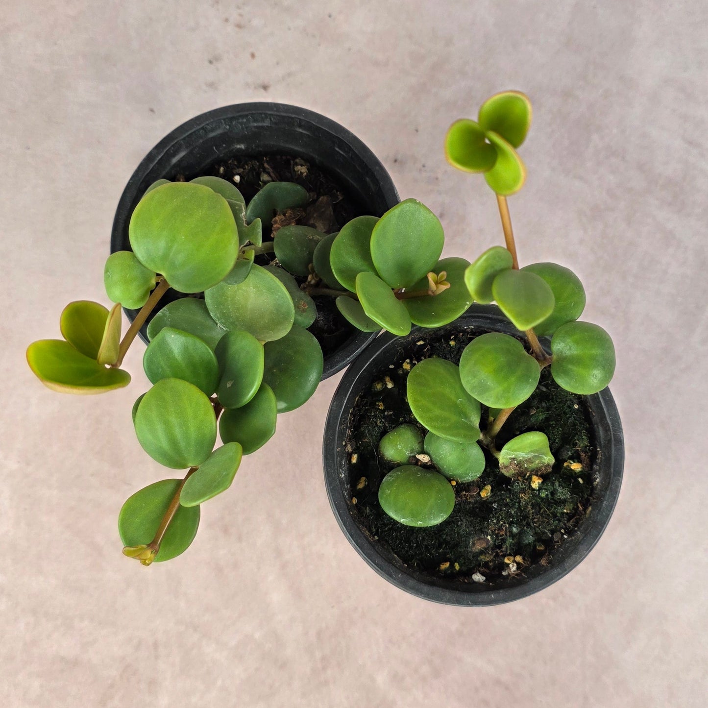 Peperomia ‘Hope’ 🐾