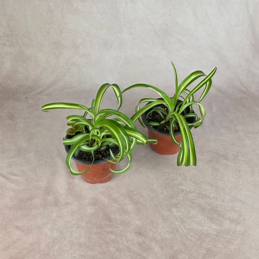 Curly Spider Plant ‘Bonnie’ 🐾