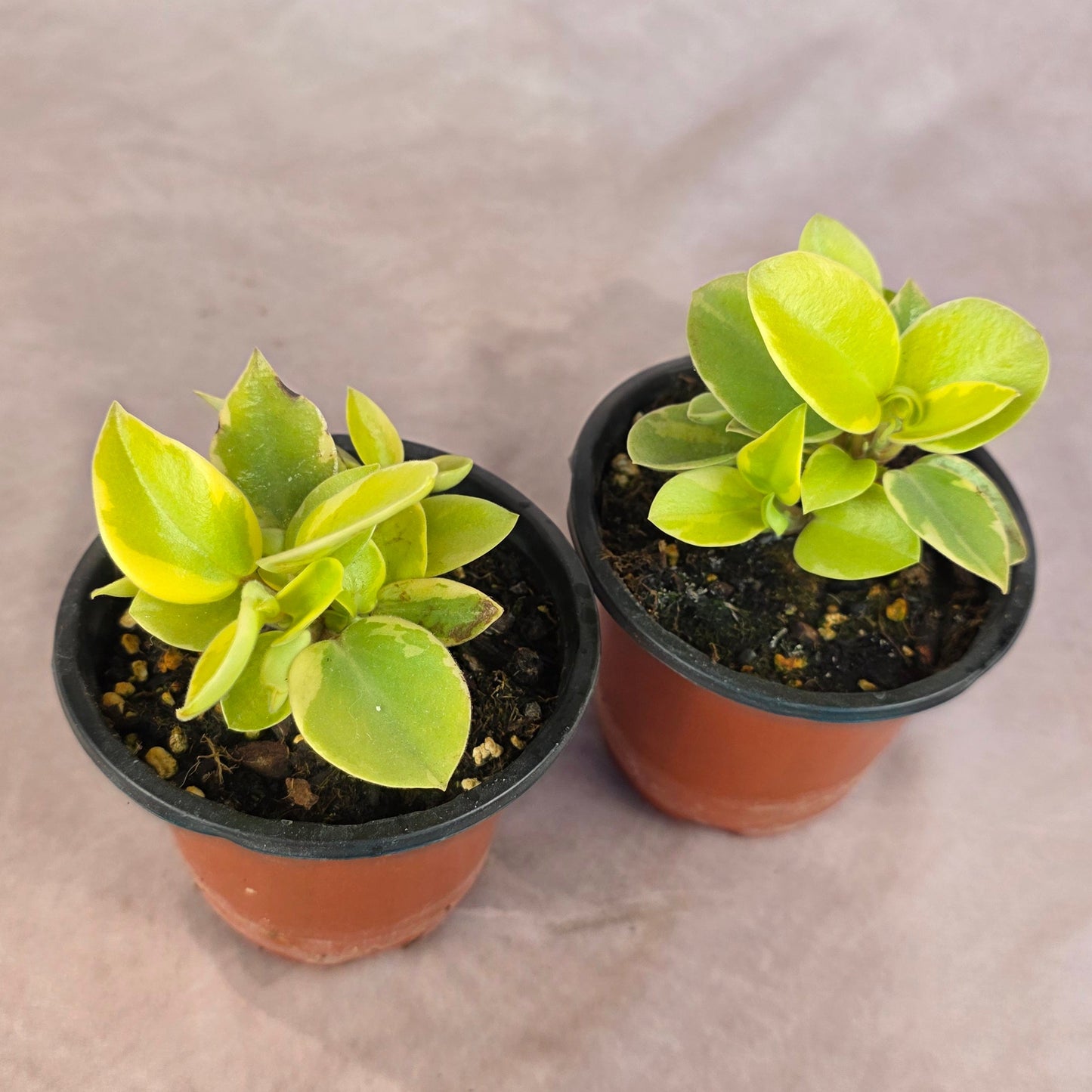 Peperomia Orba Variegated