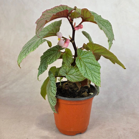 Begonia ‘Sinbad’