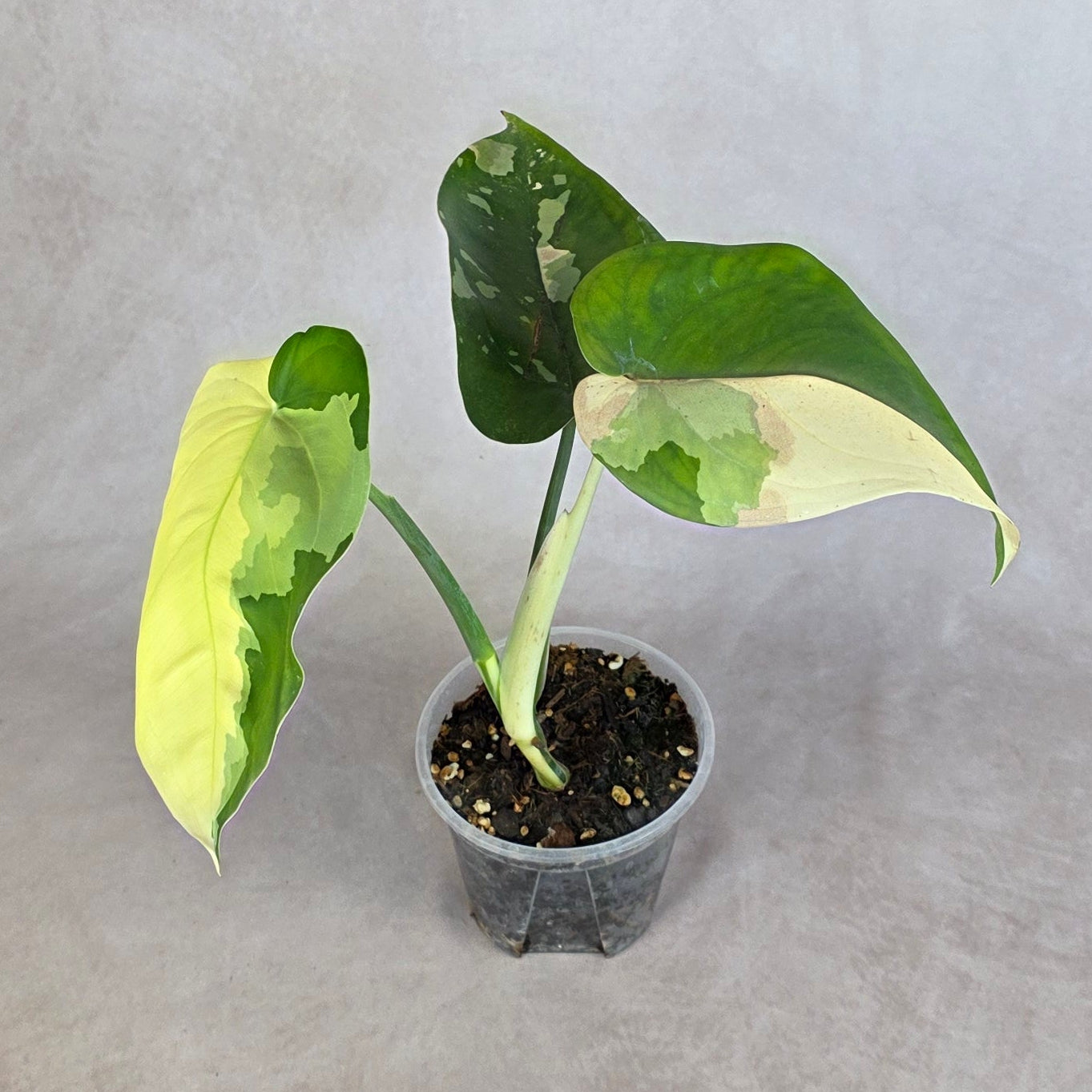 Syngonium chiapense Variegated