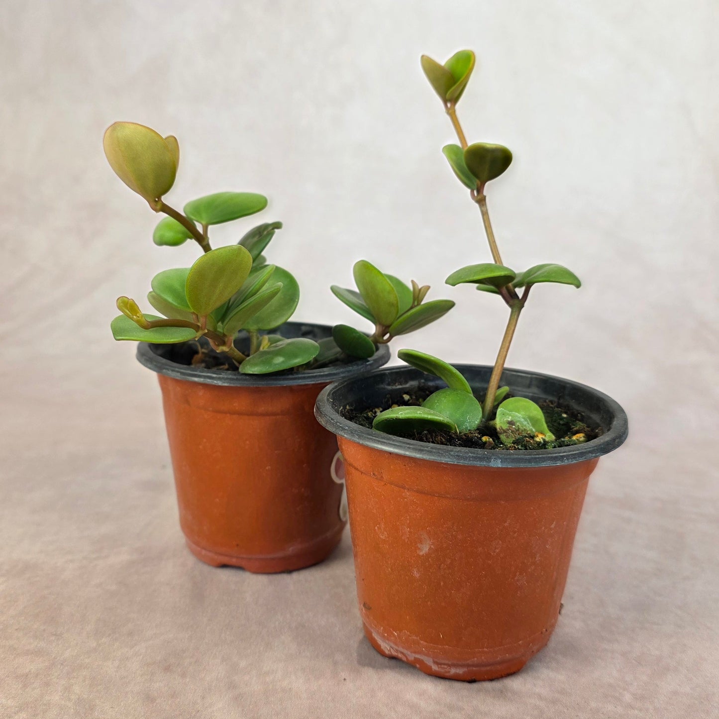 Peperomia ‘Hope’ 🐾